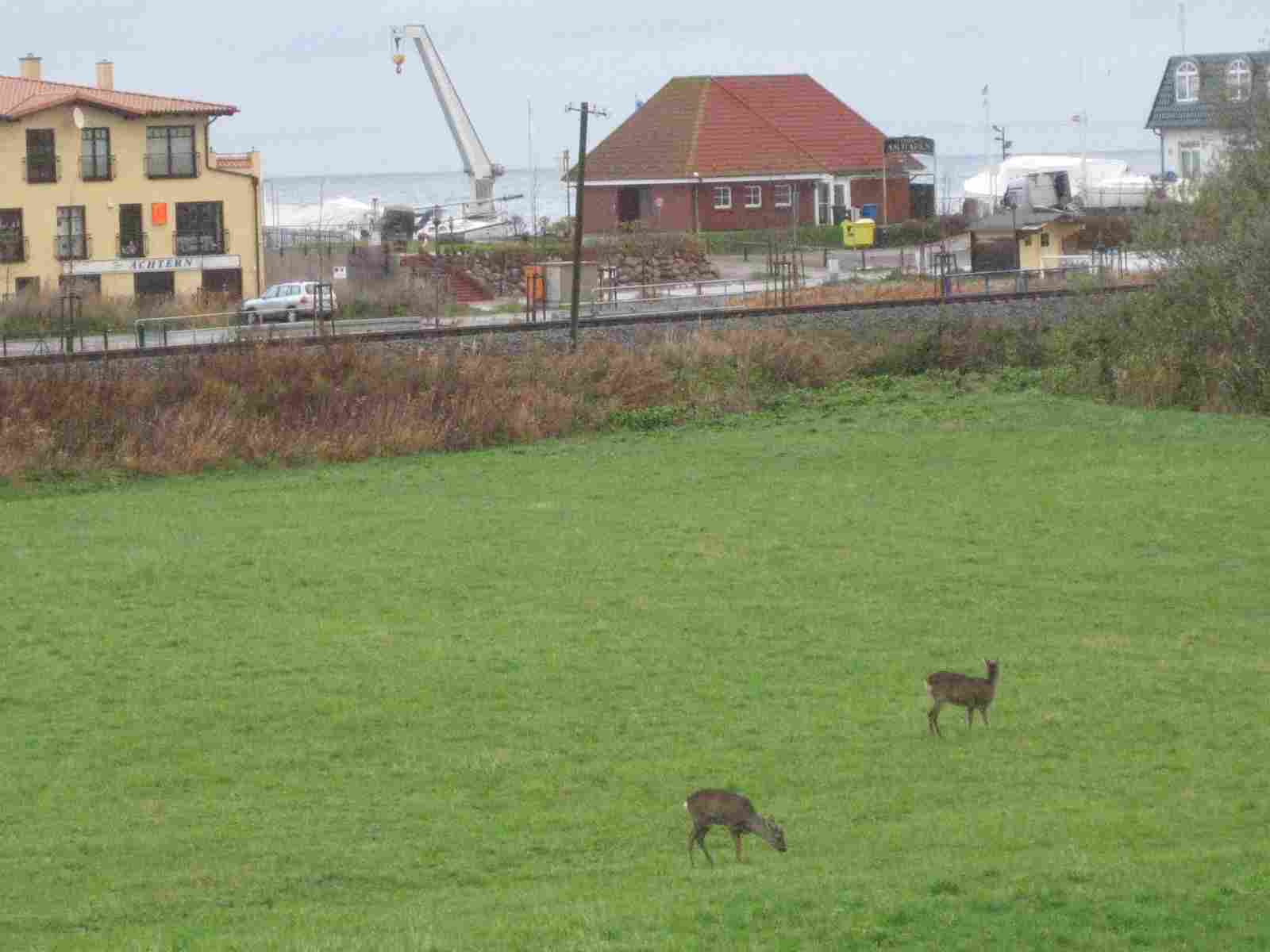 Rehe hinter dem Kapitänshaus