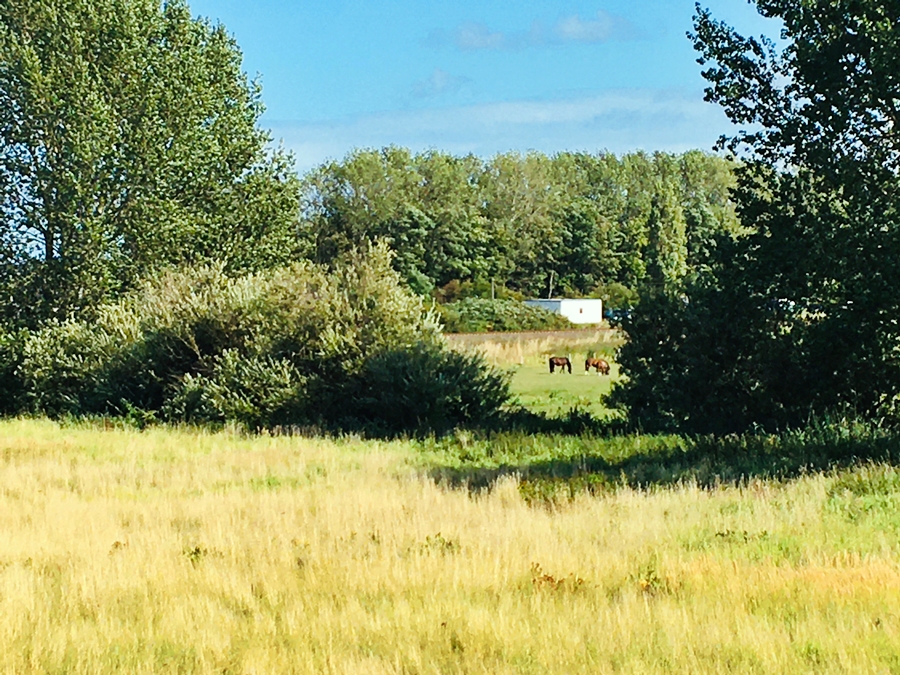 Kueborn Blick vom Balkon zur Pferdeweide