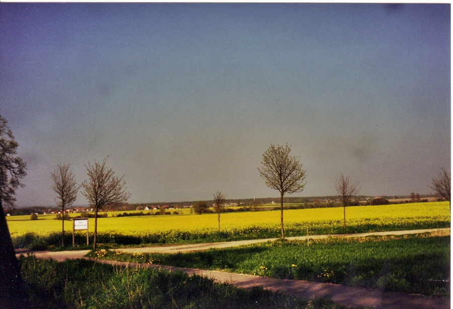 Rapsfelder
